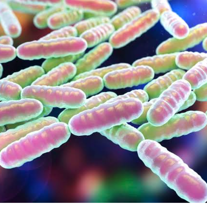 Korean ginseng, probiotics, healthy foods, and a healthy aging lifestyle