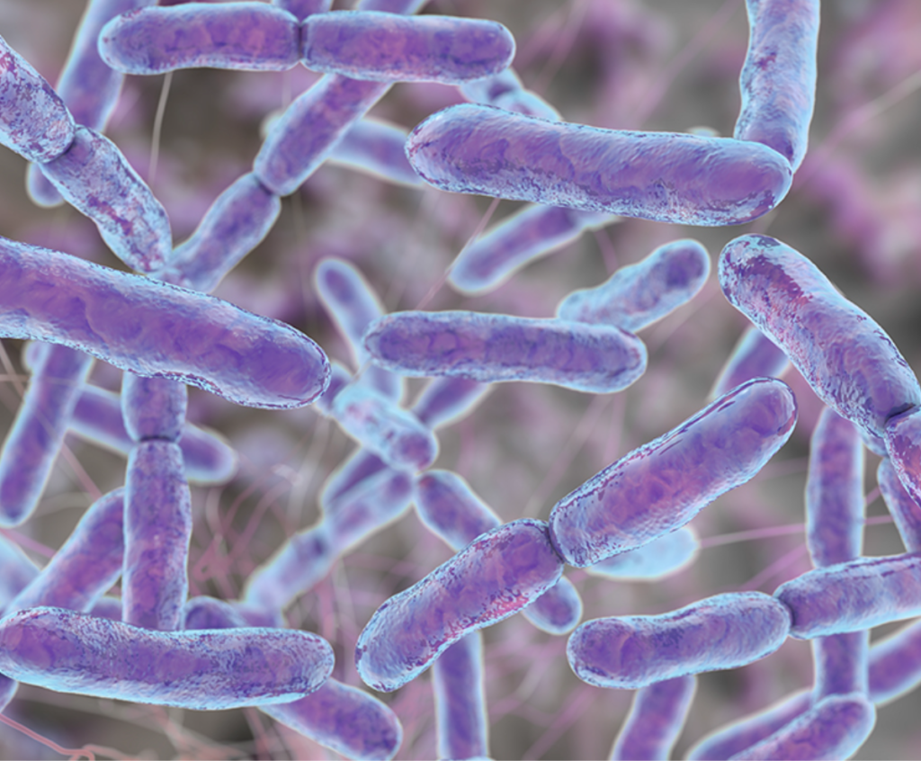 Korean ginseng, probiotics, healthy foods, and a healthy aging lifestyle