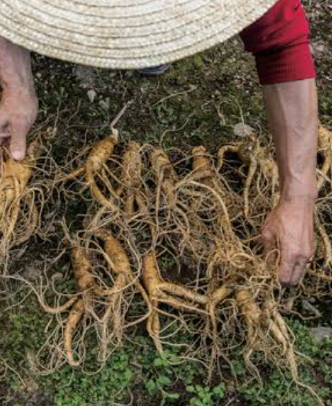 Korean ginseng root showing the natural shape and appearance of ginseng
