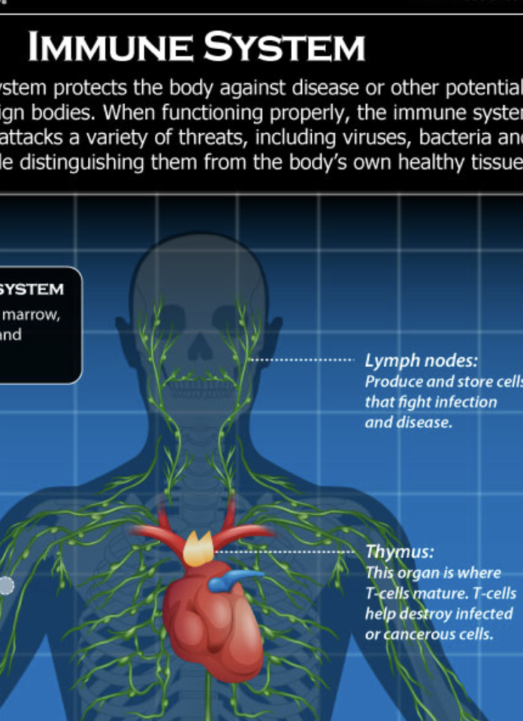 korean-red-ginseng-immune-function Korean red ginseng roots and extract associated with immune function research