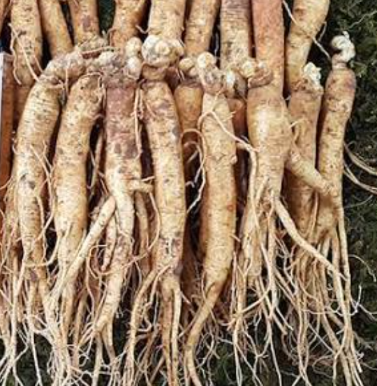 Herbal supplements and Korean ginseng for wellness
