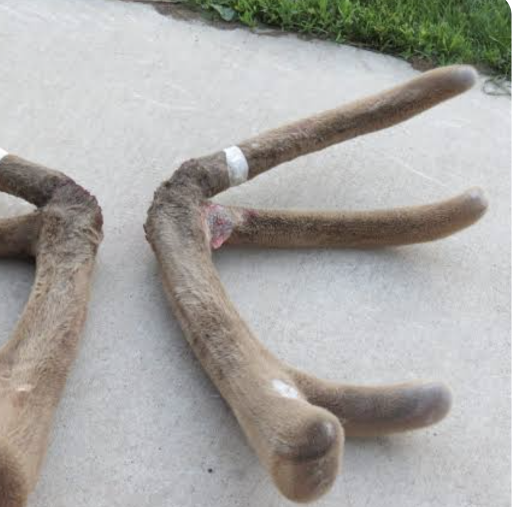 velvet-antler-research-health-study Velvet antler research and health studies