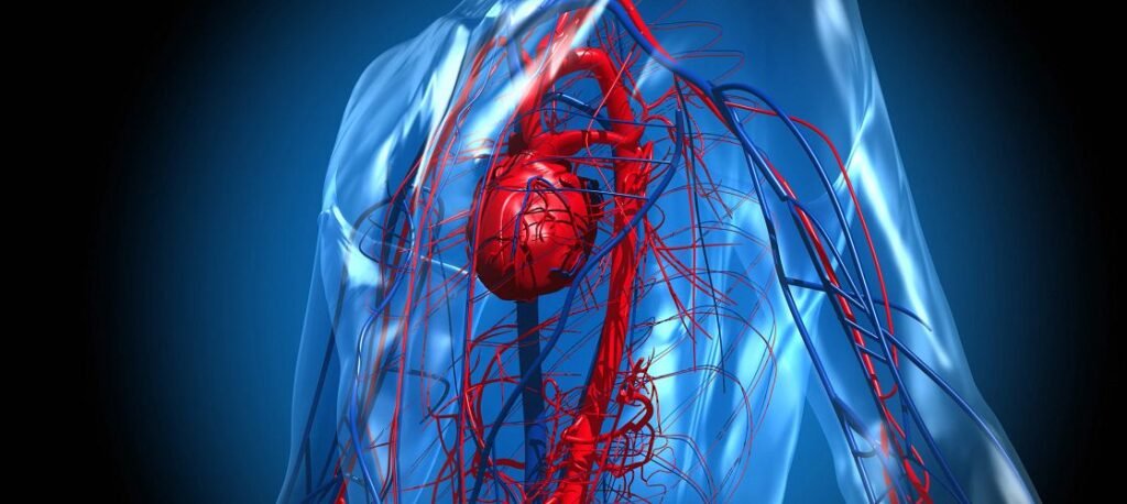 walking-and-cardiovascular-health Walking and cardiovascular health benefits for the heart