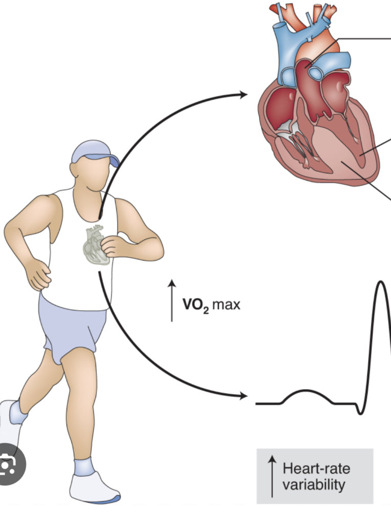 Person walking outdoors for brain and cardiovascular health