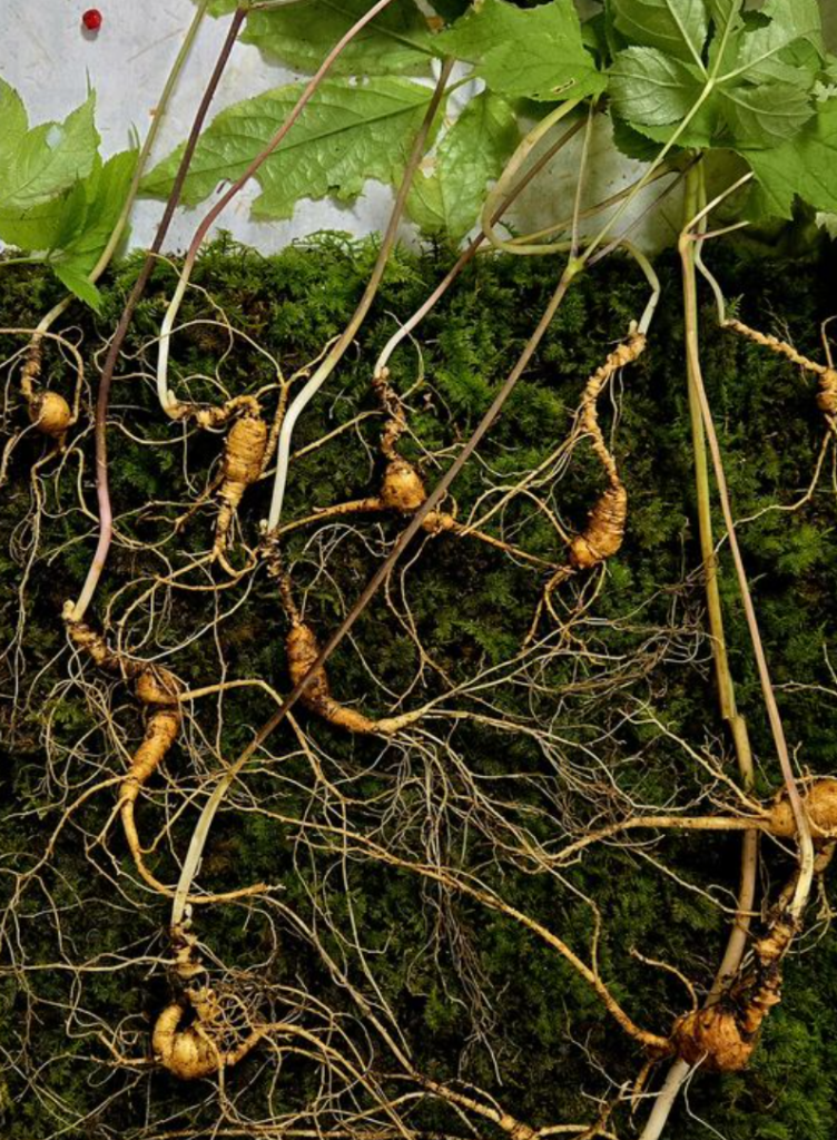 what-is-wild-ginseng-korean-ginseng Wild ginseng and Korean ginseng root for wellness