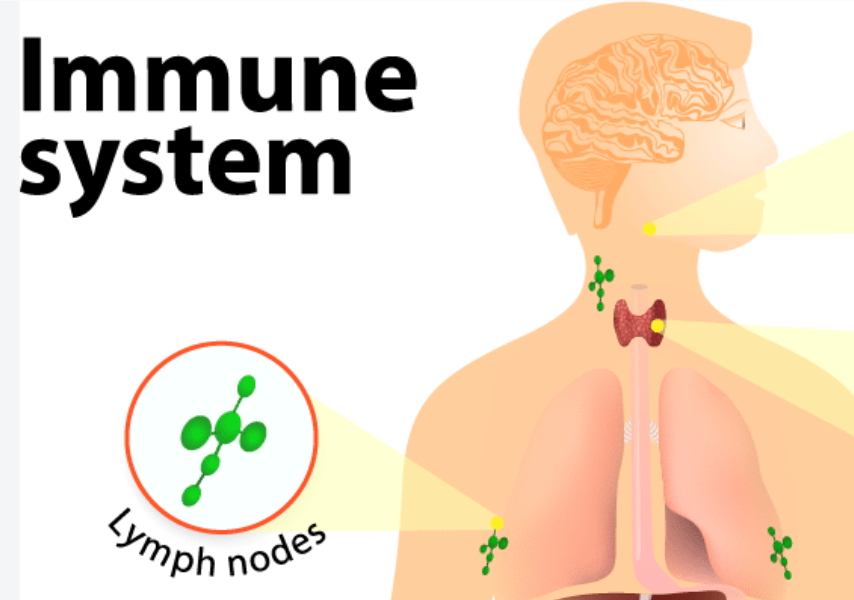 wild-ginseng-and-immune-health Wild ginseng and immune health research