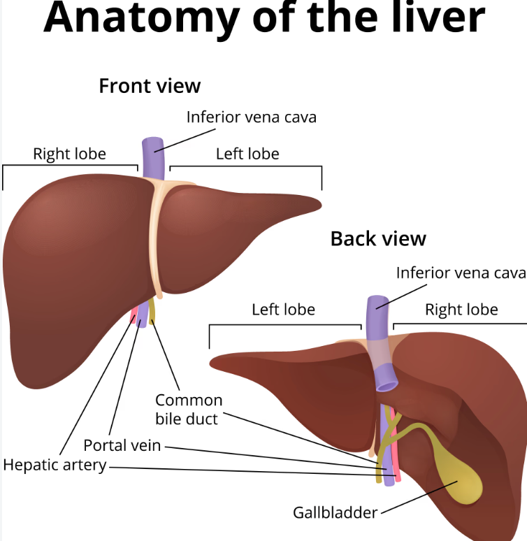 Healthy liver anatomy showing the main parts and location